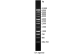 DNA Ladder, 1kb, 500ul (100 lanes)